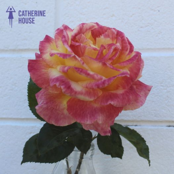Catherine House Rose - Bright Spirit